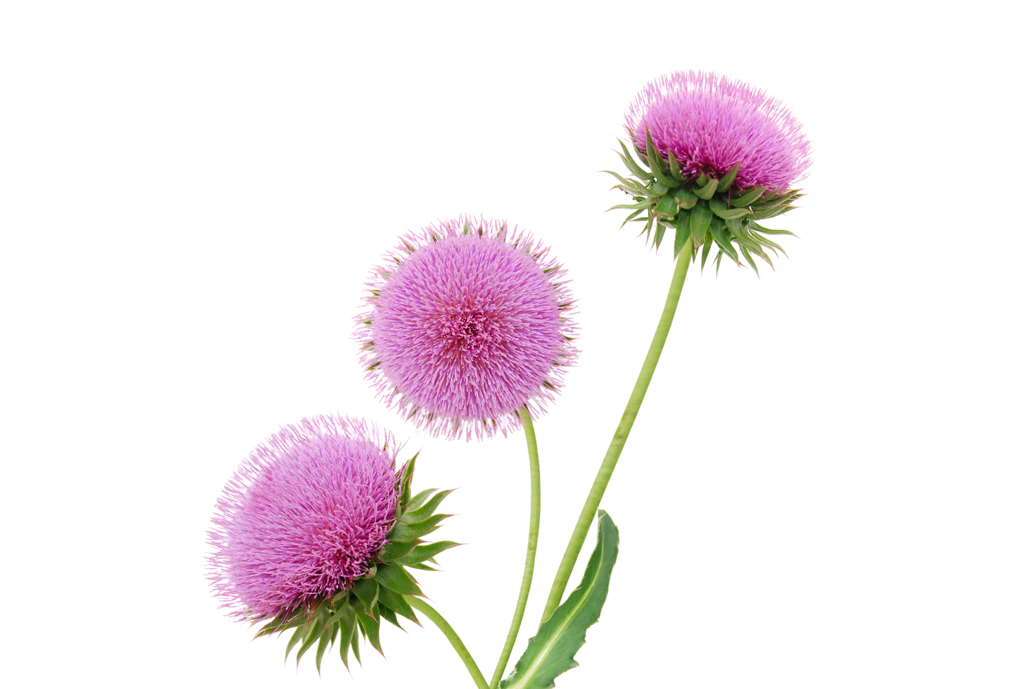 ¿Para qué sirve el Cardo Mariano (Silybum marianum)? – Gibanibb Shop